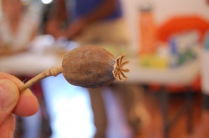 skill share photos seed saving 011