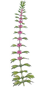 motherwort